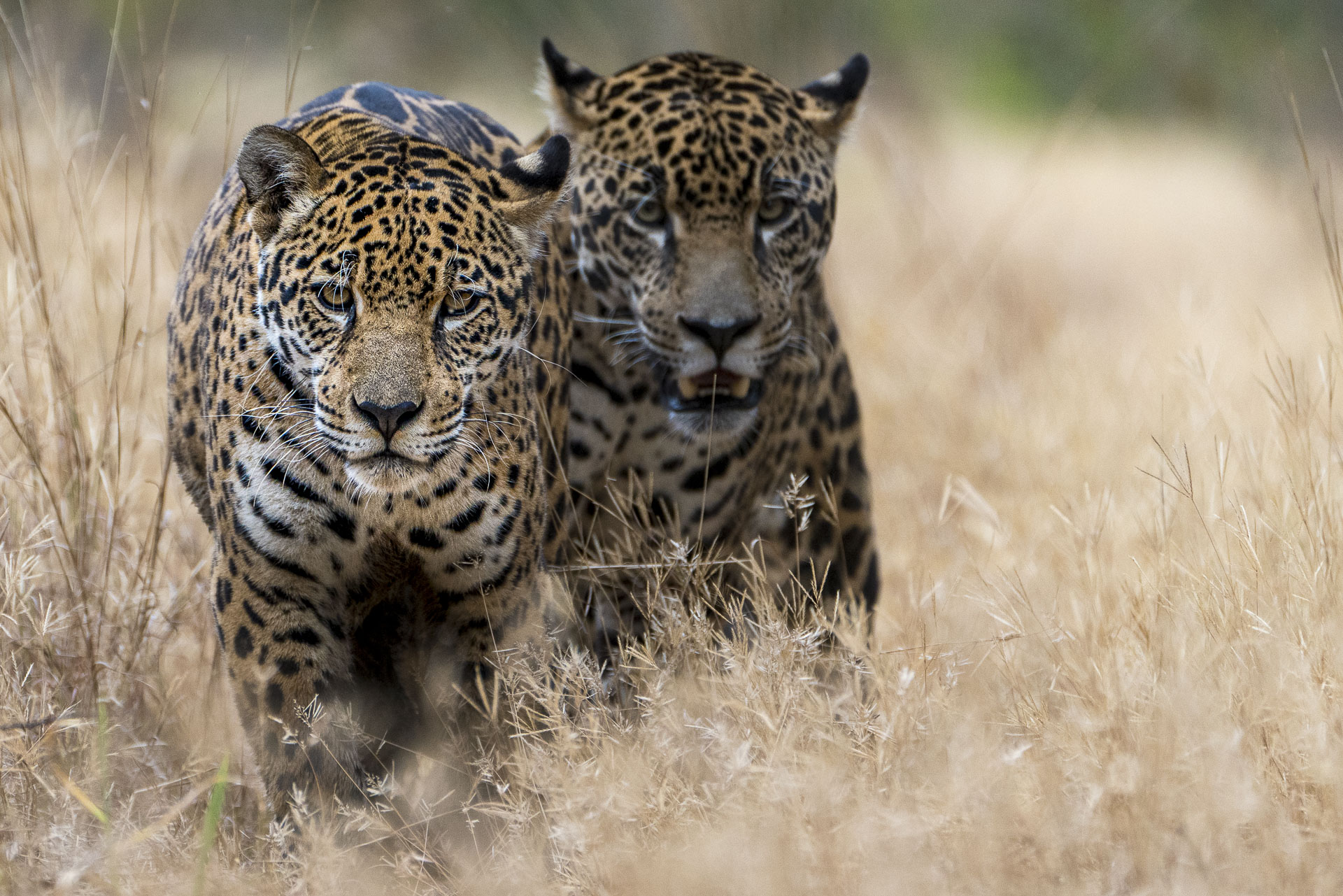 Jaguare fotografiert auf einer Fotoreise mit Benny Rebel durch Brasiliens Pantanal. Amzonas.