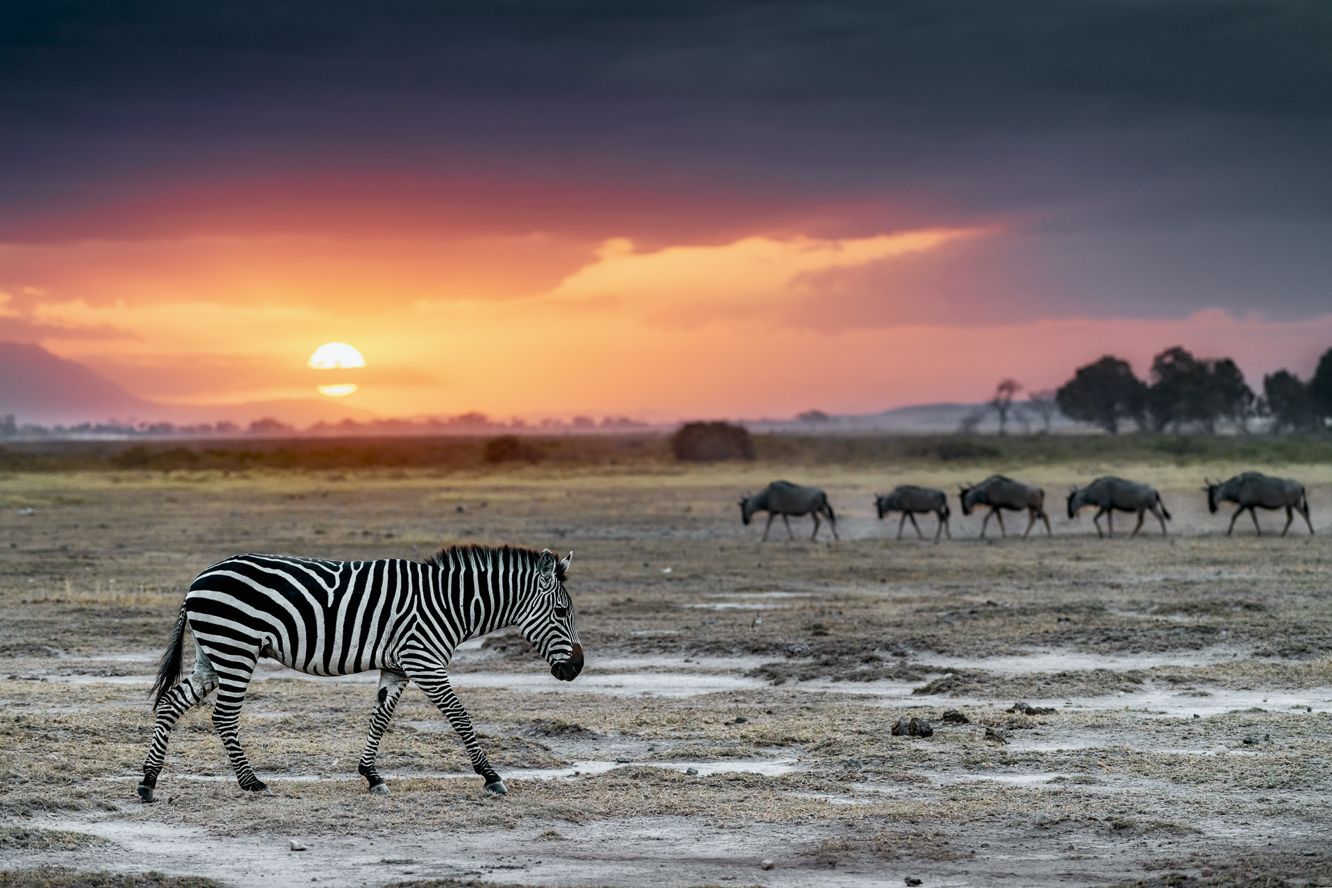 Zebra und Gnus auf einer Fotoreise durch Kenia.