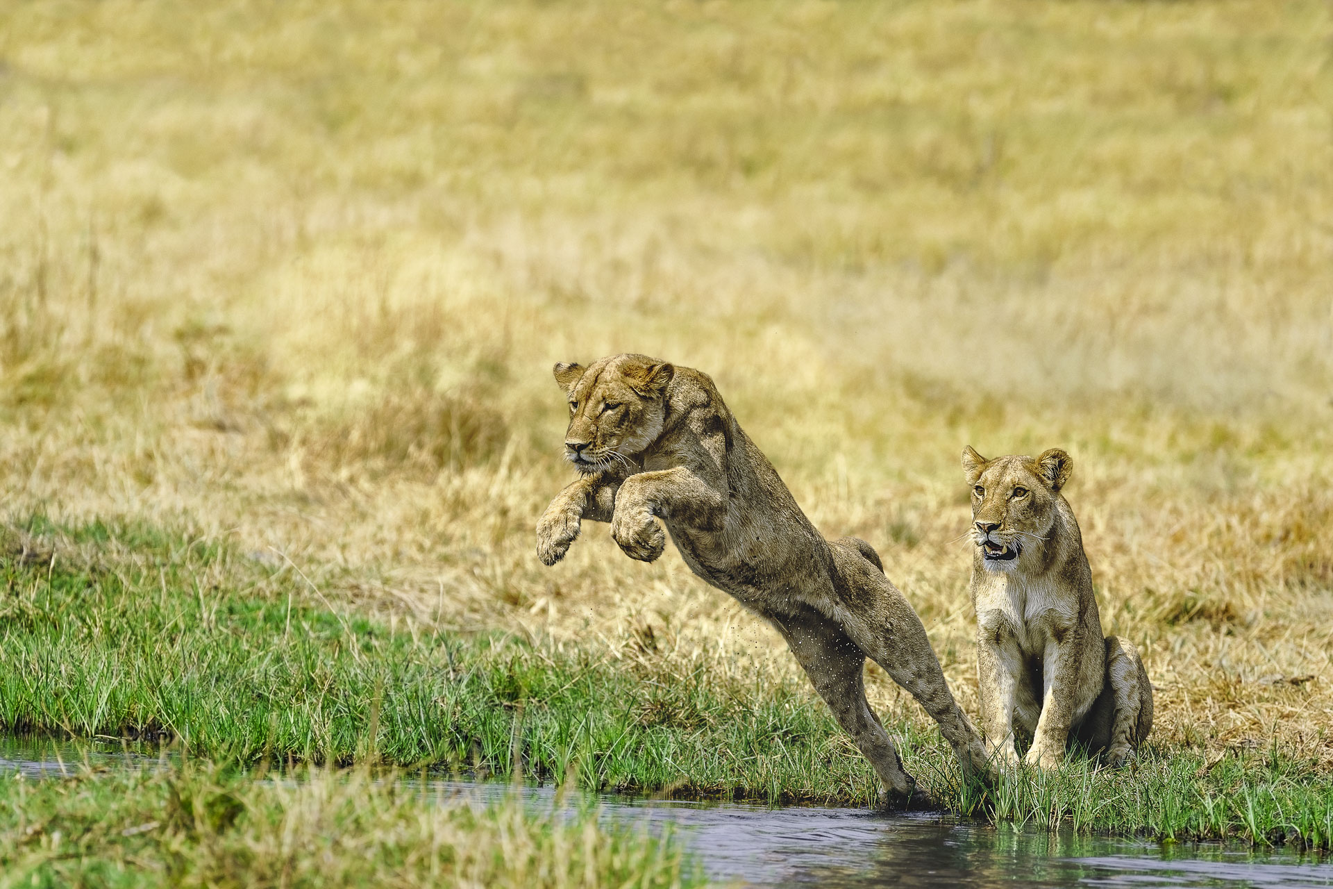 Springender Löwe auf einer Fotosafari in Botswana.