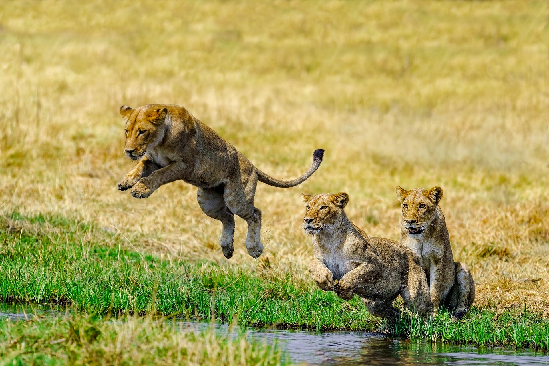 Löwen springen über einen Fluss im Okavango Delta auf einer Fotoreise mit Benny Rebel Fotosafaris GmbH.