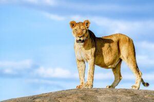 Löwin auf einem Felsen in der Serengeti - Fotografiert auf einer Fotoreise mit Benny Rebel Fotosafaris GmbH