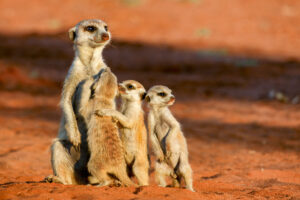 Erdmännchen fotografiert von Benny Rebel auf einer Fotoreise in Namibia