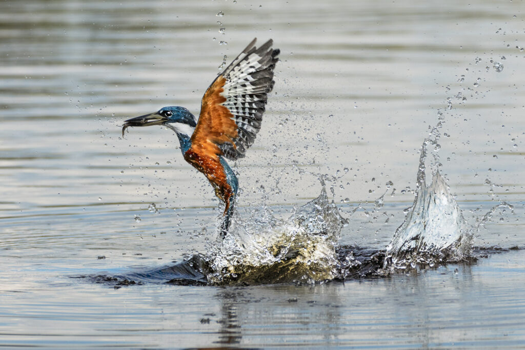 Eisvogel fängt Fisch im Pantanal Brasiliens. Fotografiert auf einer Fotoreise mit Benny Rebel.