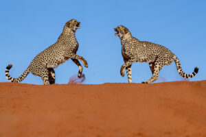 Geparde auf Dünen in Namibia fotografiert von Benny Rebel auf einer Fotoreise