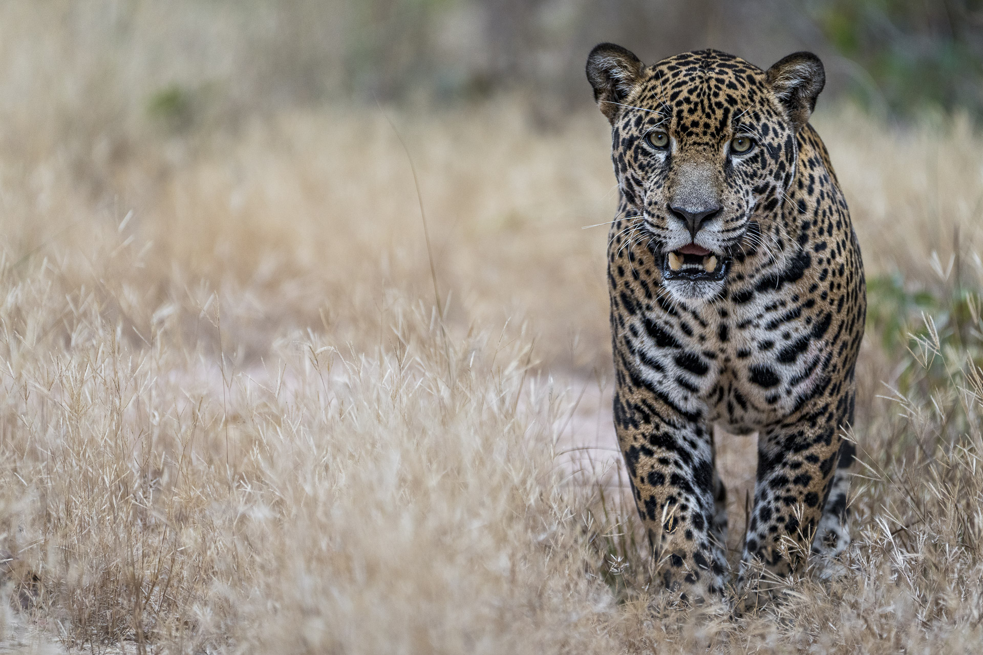 Jaguar im Pantanal fotografiert auf einer Fotoreise mit Benny Rebel Fotosafaris GmbH.