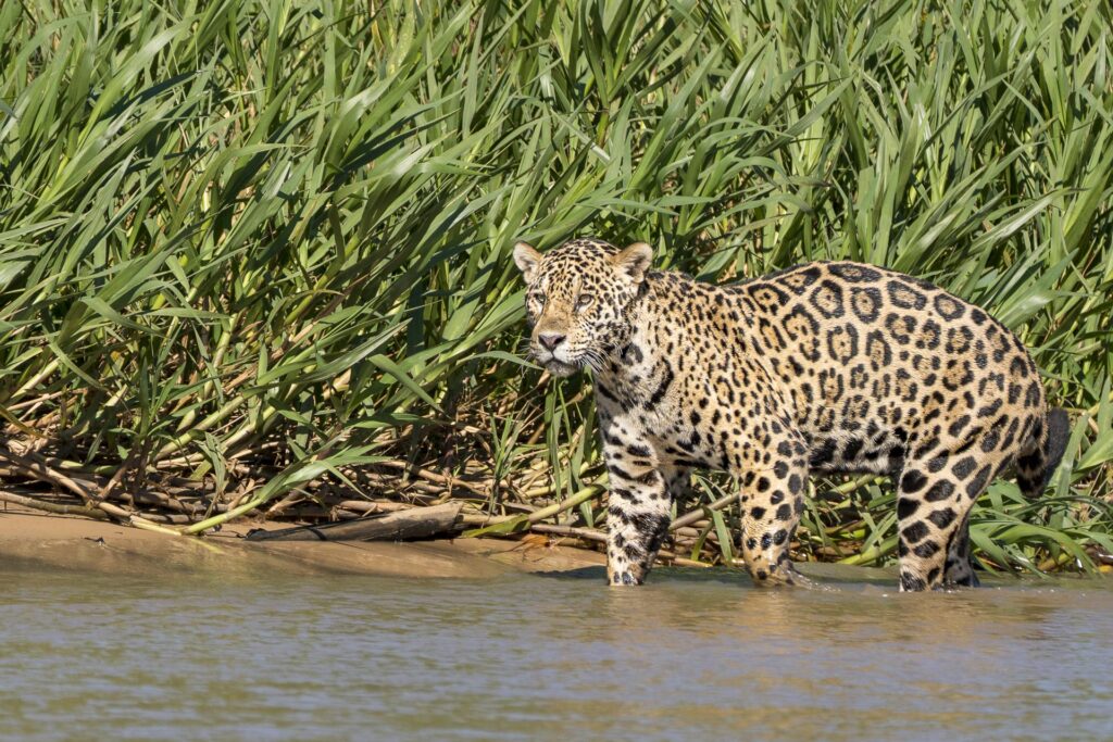 Jaguar im Pantanal fotografiert auf einer Fotoreise mit Benny Rebel Fotosafaris GmbH.
