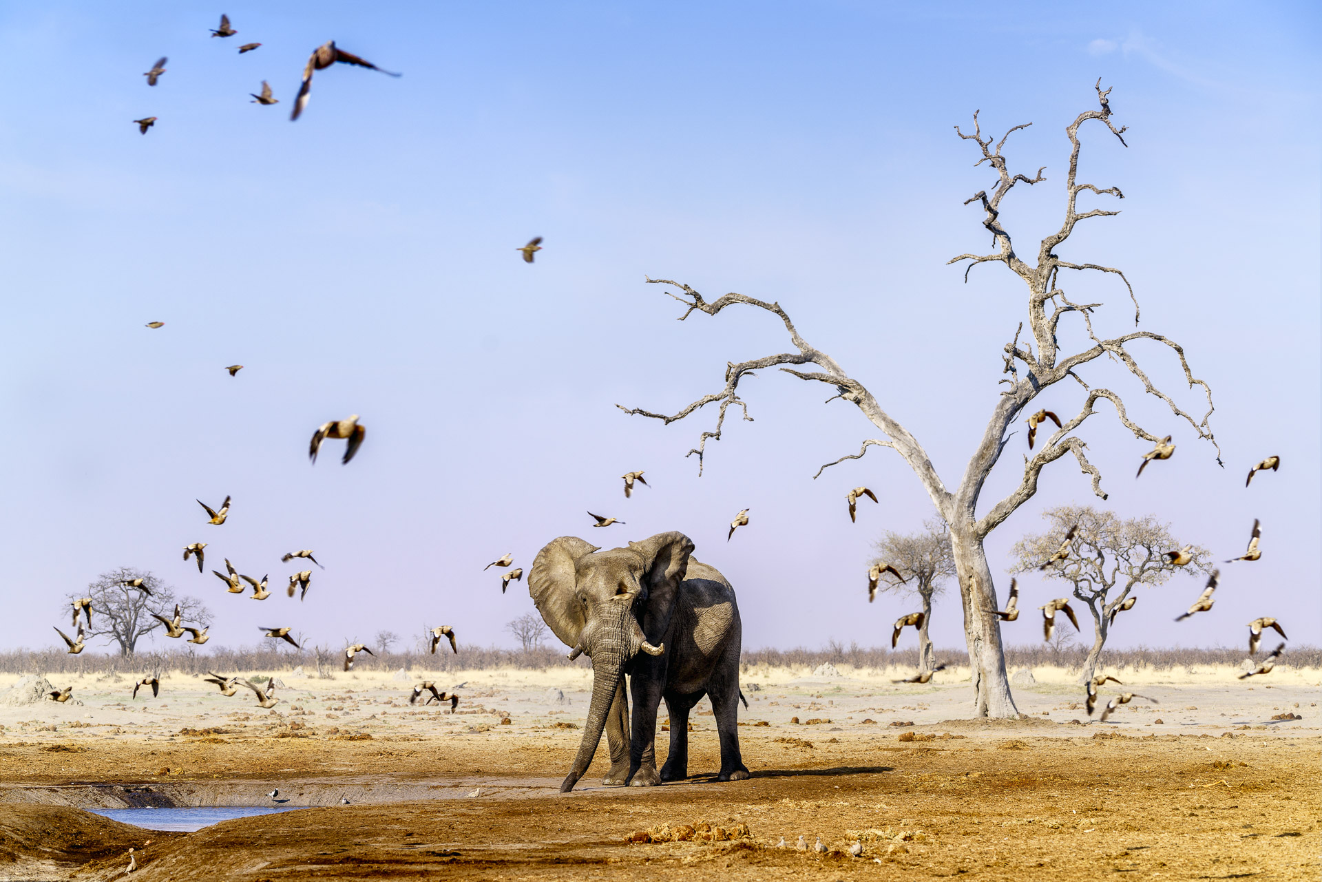 fotoreise-fotosafari-hd-2021-293-Botswana