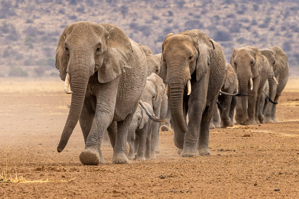 Fotoreise mit Benny Rebel, Fotosafari, fotografieren von Elefanten im Lake Amboseil Nationalpark in Kenias Süden