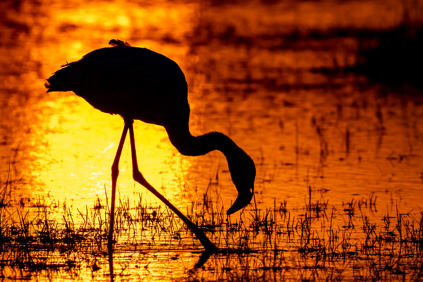 Flamingo beim Sonnenuntergang im Lake Amboseli Nationalpark in Kenia. Fotografiert auf einer Fotoreise mit Benny Rebel Fotosafaris.