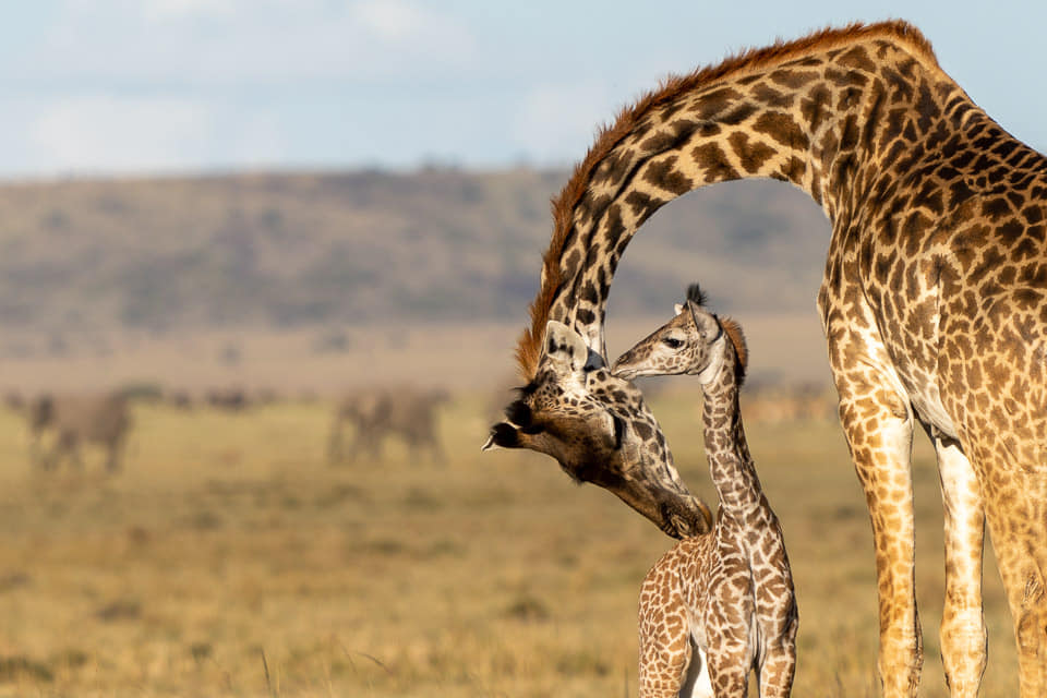Fotoreisen-Kenia-Giraffen-8