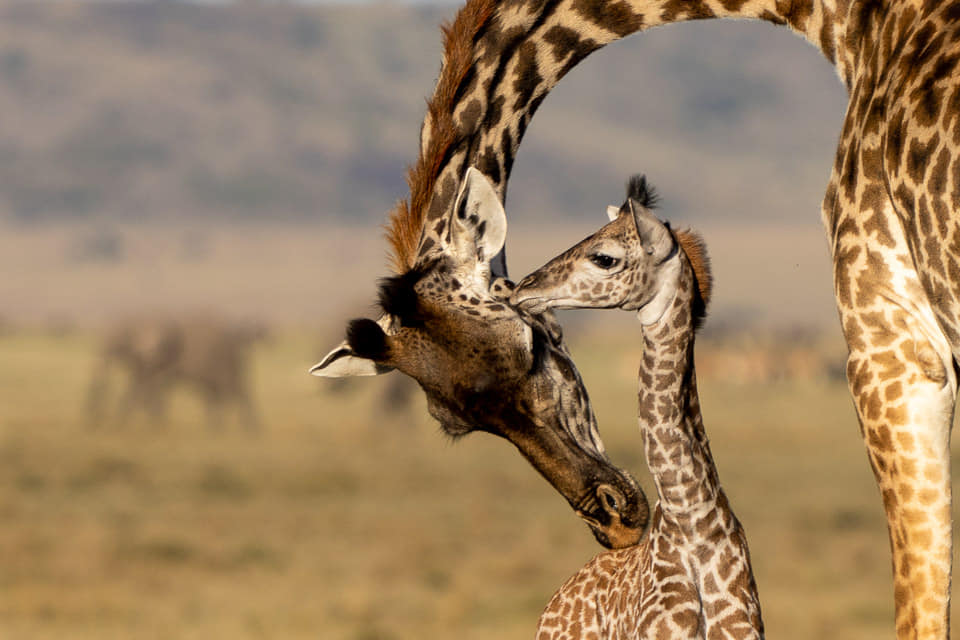 Fotoreisen-Kenia-Giraffen-9