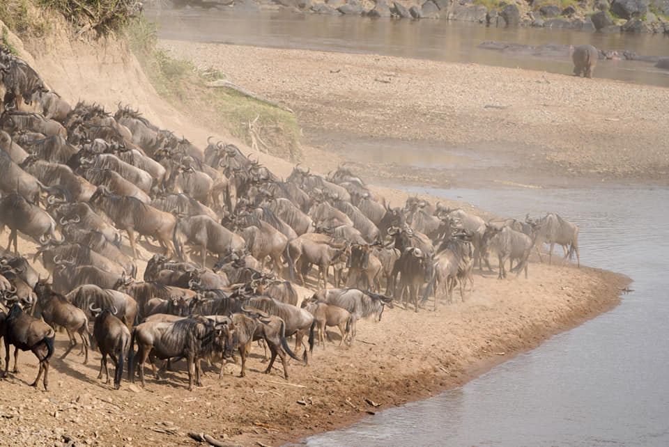 Fotoreise mit Benny Rebel Fotosafaris GmbH aus Hannover. Fotografieren von Gnus am Marafluss in der Wildnis Kenias.