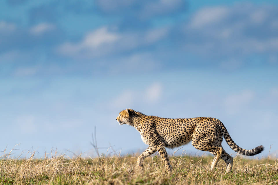 Fotoreisen-Kenia-Masai-Mara-16