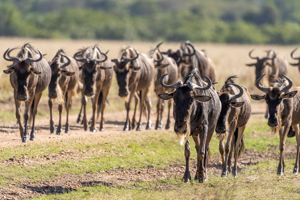 Fotoreisen-Kenia-Masai-Mara-38