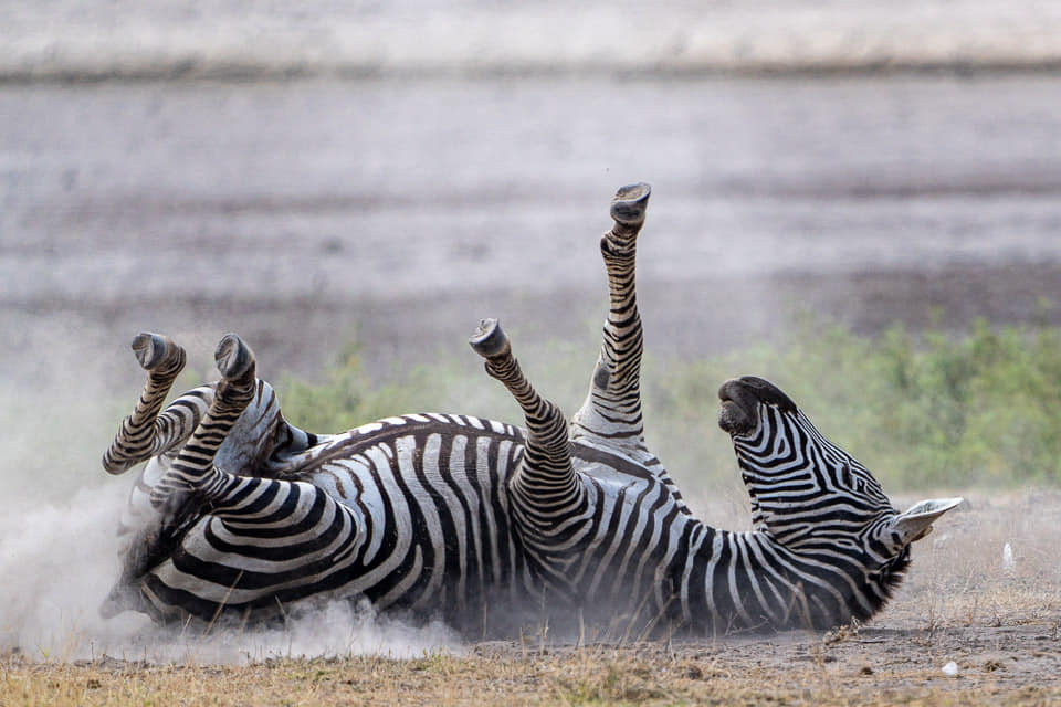 Fotoreisen-Kenia-Tierfotografie-7