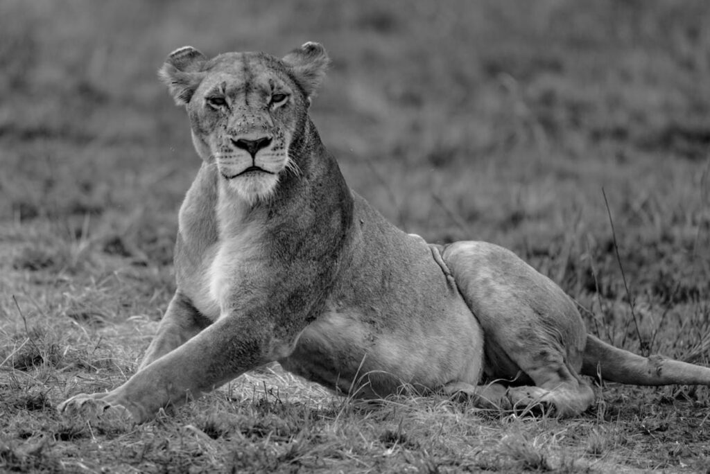 Fotoreise mit Benny Rebel, Fotosafari, Kenia, Fotoworkshops in der Natur mit Tierfotografie in der Masai Mara in Kenia
