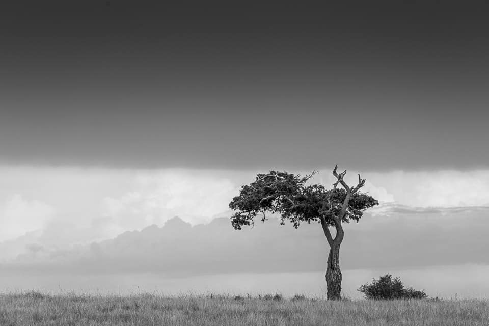 Fotosafari-Bueffel-Kenia-27