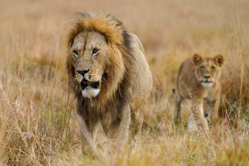 Fotoreise mit Benny Rebel, Fotosafari, Kenia, Fotoworkshops in der Natur mit Tierfotografie in Kenia. Löwen in der Wildnis Afrikas