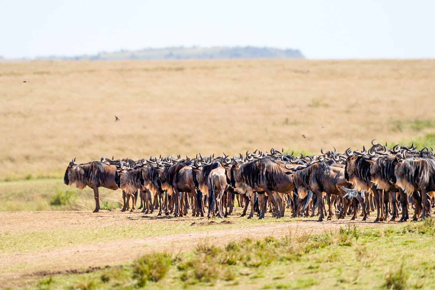 Fotoreise mit Benny Rebel Fotosafaris GmbH aus Hannover. Gnus in der Masai Mara in der Wildnis Kenias. Fotoworkshops und Naturfotografie.