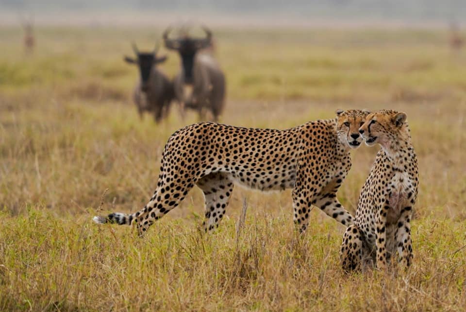 Kenia-Lake-Amboseil-Geparden-3
