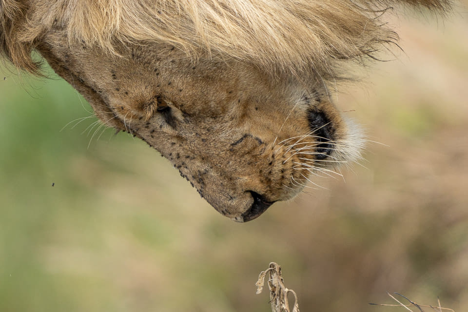 Fotoreise mit Benny Rebel, Fotosafari, Kenia, Fotoworkshops in der Natur mit Tierfotografie in der Masai Mara in der Wildnis Kenias.