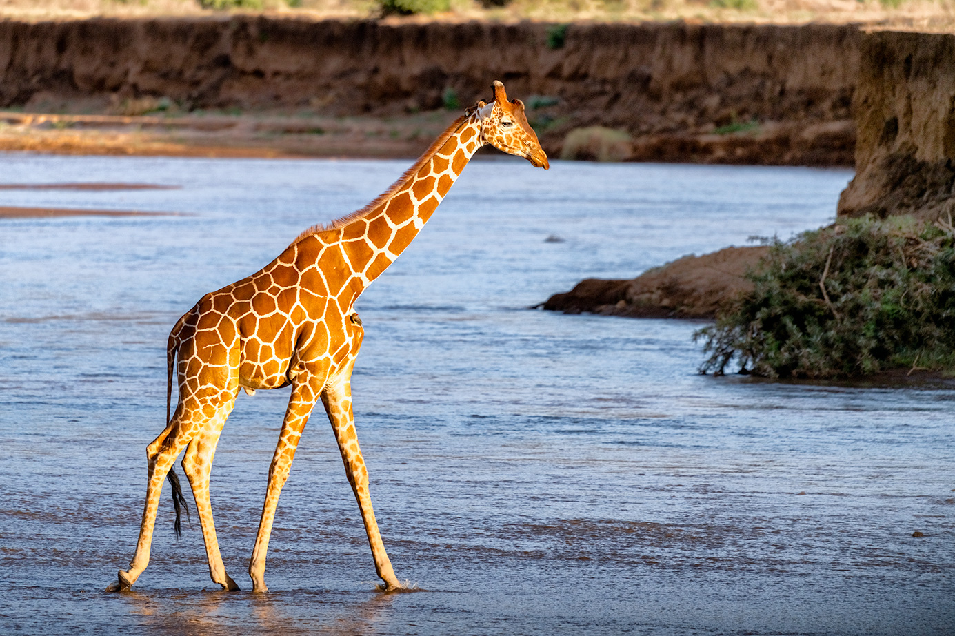 Giraffe läuft im Fluss Uaso Nyiro im Samburu Nationalpark. Fotografiert auf einer Keniafotoreise mit Benny Rebel Fotosafaris GmbH.