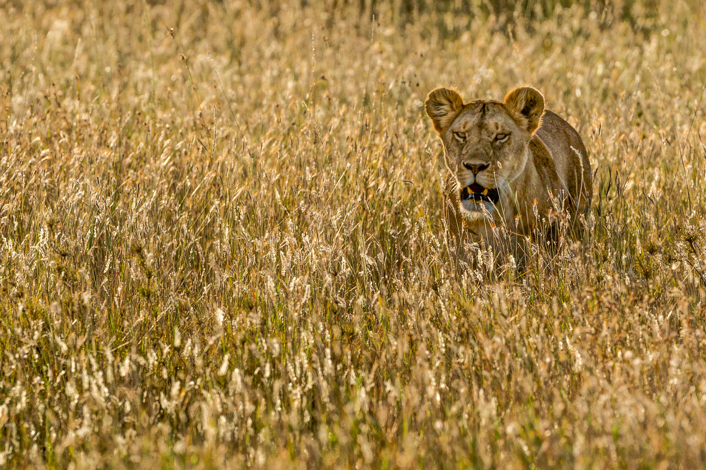 Fotosafari_Tansania_Loewin_85 Löwin auf einem Felsen in der Serengeti. Fotografiert auf einer Fotoreise mit Benny Rebel Fotosafaris GmbH.