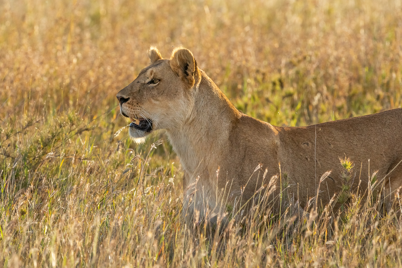 Fotosafari_Tansania_Loewin_86 Löwin auf einem Felsen in der Serengeti. Fotografiert auf einer Fotoreise mit Benny Rebel Fotosafaris GmbH.