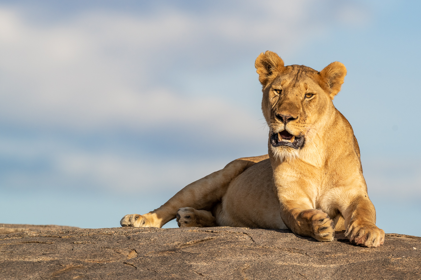 Löwin auf einem Felsen in der Serengeti. Fotografiert auf einer Fotoreise mit Benny Rebel Fotosafaris GmbH.