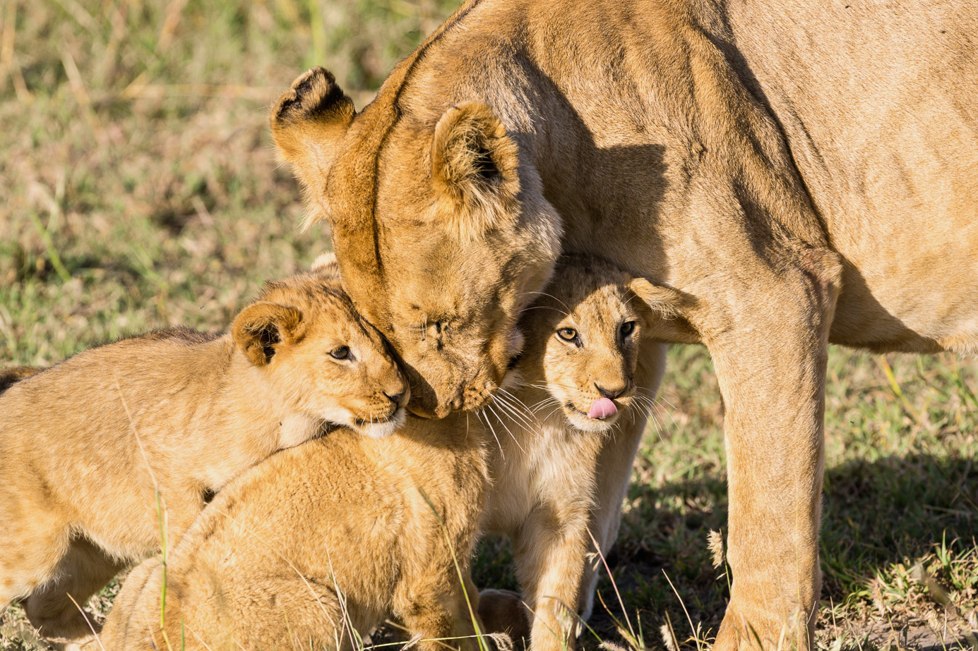 Fotosafari_Tansania_Loewin_90 Löwin auf einem Felsen in der Serengeti. Fotografiert auf einer Fotoreise mit Benny Rebel Fotosafaris GmbH.