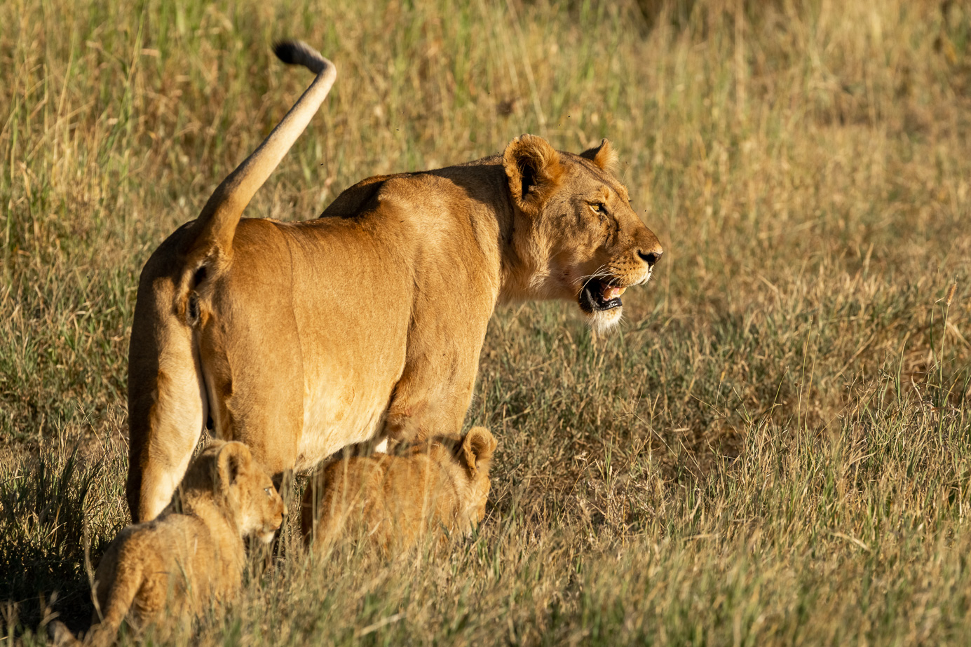 Fotosafari_Tansania_Loewin_92 Löwin auf einem Felsen in der Serengeti. Fotografiert auf einer Fotoreise mit Benny Rebel Fotosafaris GmbH.