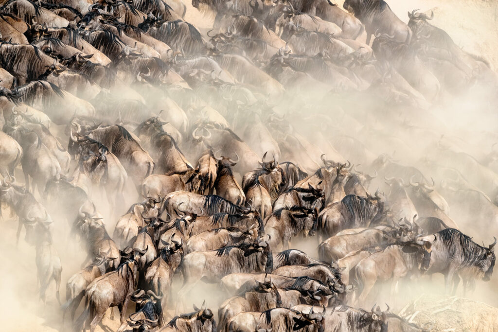 Gnus in der Masai Mara beim durchgueren des Maraflusses während der Migration in Kenia. Fotografiert auf einer Fotoreise mit Benny Rebel Fotosafaris GmbH.