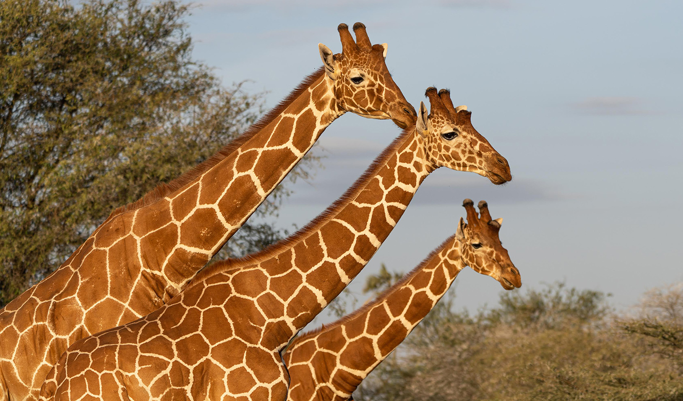 Giraffen fotografiert von Regina Winkler in Kenia