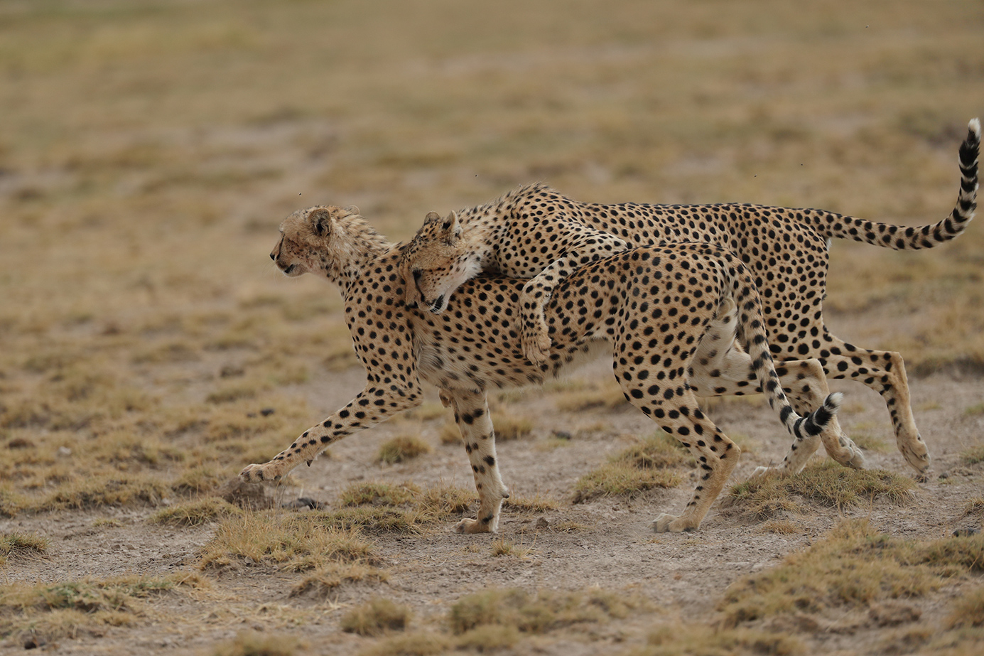 wolfgang-alber-geparde-kenia-fotoreise-2021