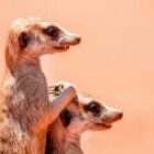 Bilder von Erdmännchen