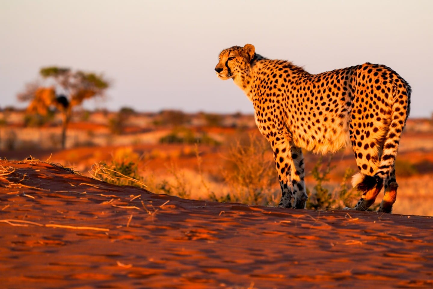 Fotoreise-Namibia-Gepard Heute Früh waren es zwei Geparde und gestern zwei Nashörner, die uns auf den wunderschönen Dünen der Kalahari-Wüste vor die Linse kamen.