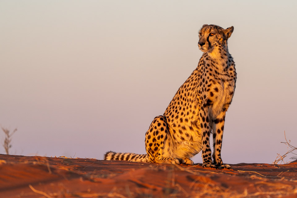 Fotoreise-Namibia-Tierfotografie-24 Fotoreise mit Benny Rebel, Namibia ist wunderschön und ich weiß, wo ich hingehen muss, um in kurzer Zeit viele guten Bilder zu fotografieren.