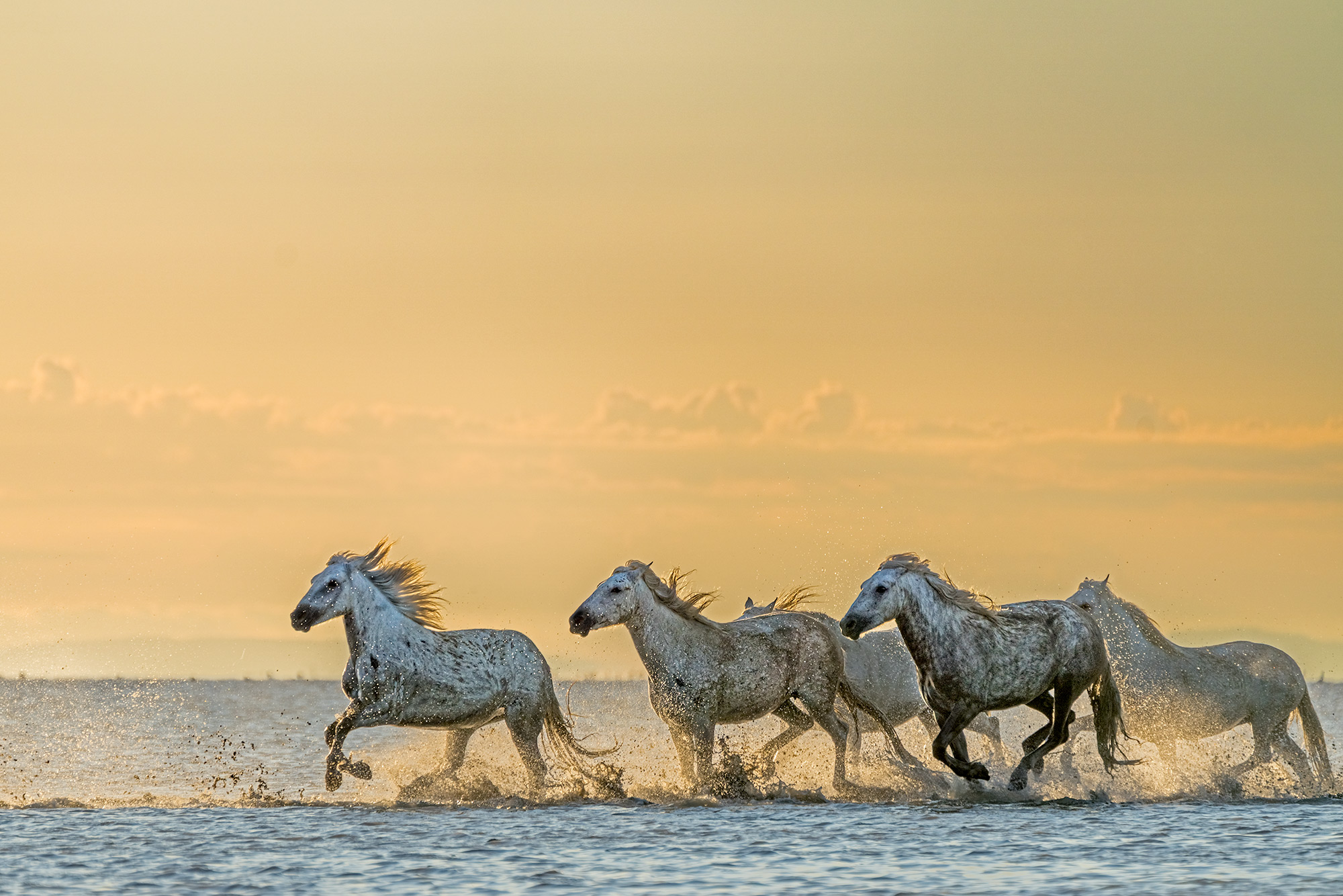Camargue-Pferde fotografiert auf einer Fotoreise