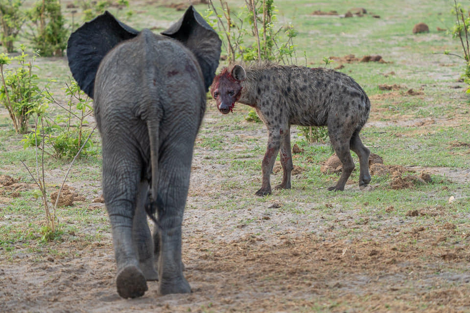 Das Elefantenbaby versucht vergeblich die Hyänen zu vertreiben. Es ist jedoch nur ein Baby und es hat keinen Erfolg.