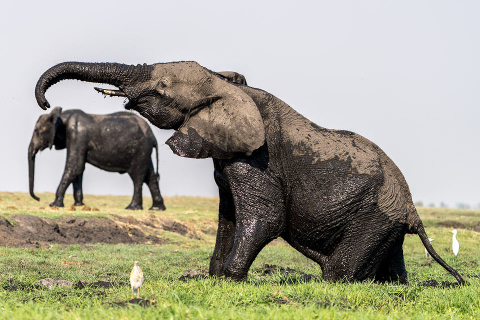 Wir sind gerade im Chobe Nationalpark und hier kann man täglich mehrere Tausend Elefanten sehen und fotografieren