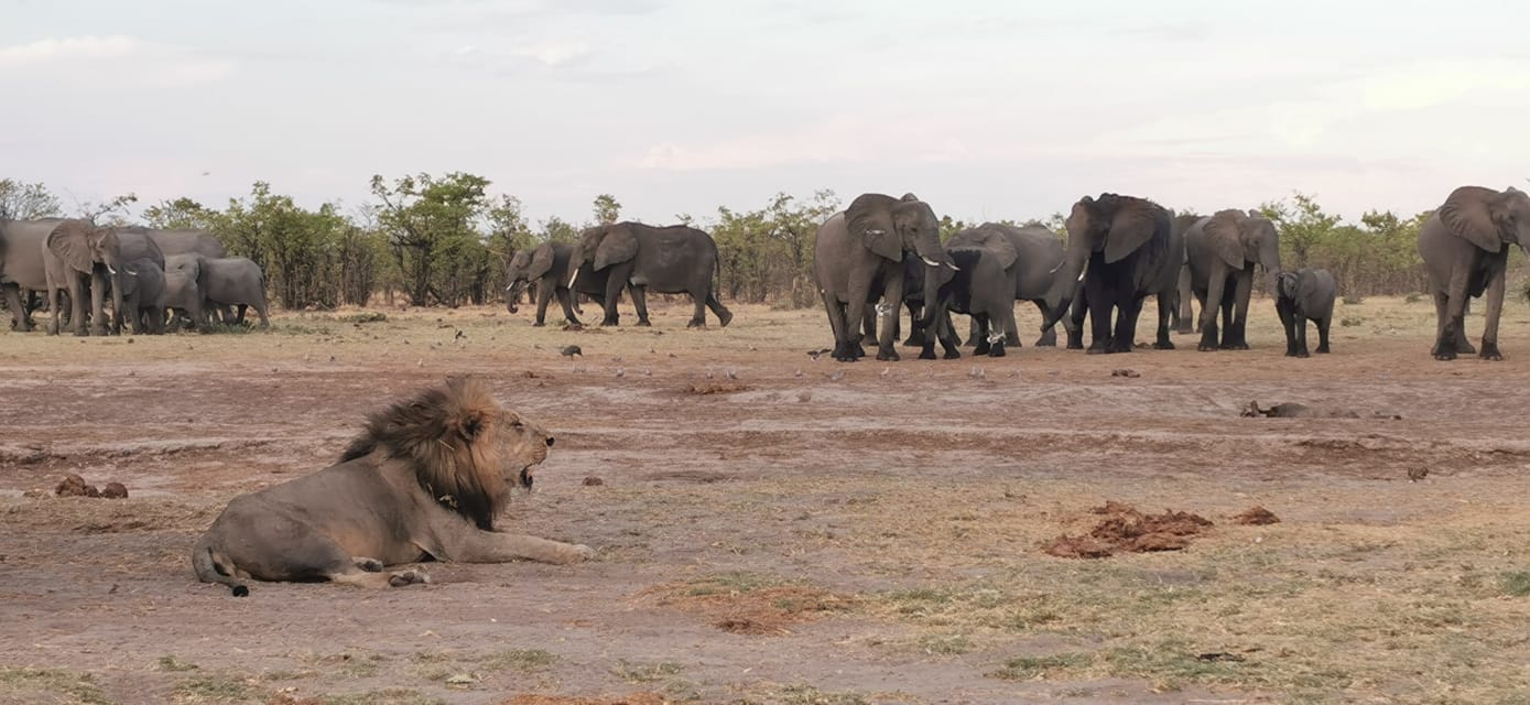 Fotoreise mit Benny Rebel, Wir sind gerade in Savute unterwegs und es ist sensationell spannend, den elefantenjagenden Löwen zu folgen.