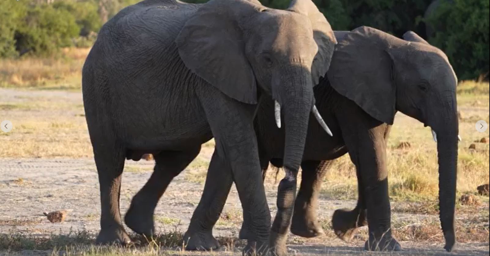 Fotoreise mit Benny Rebel - Wir haben seit Vorgestern hier im Okavangodelta unzählige Elefanten gesehen und viele von ihnen fotografiert.