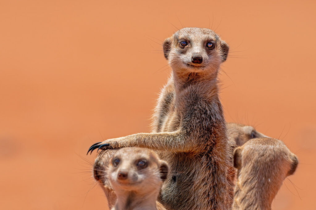 Erdmännchen fotografiert in der Kalahariwüste auf einer Fotoreise mit Benny Rebel Fotosafaris GmbH