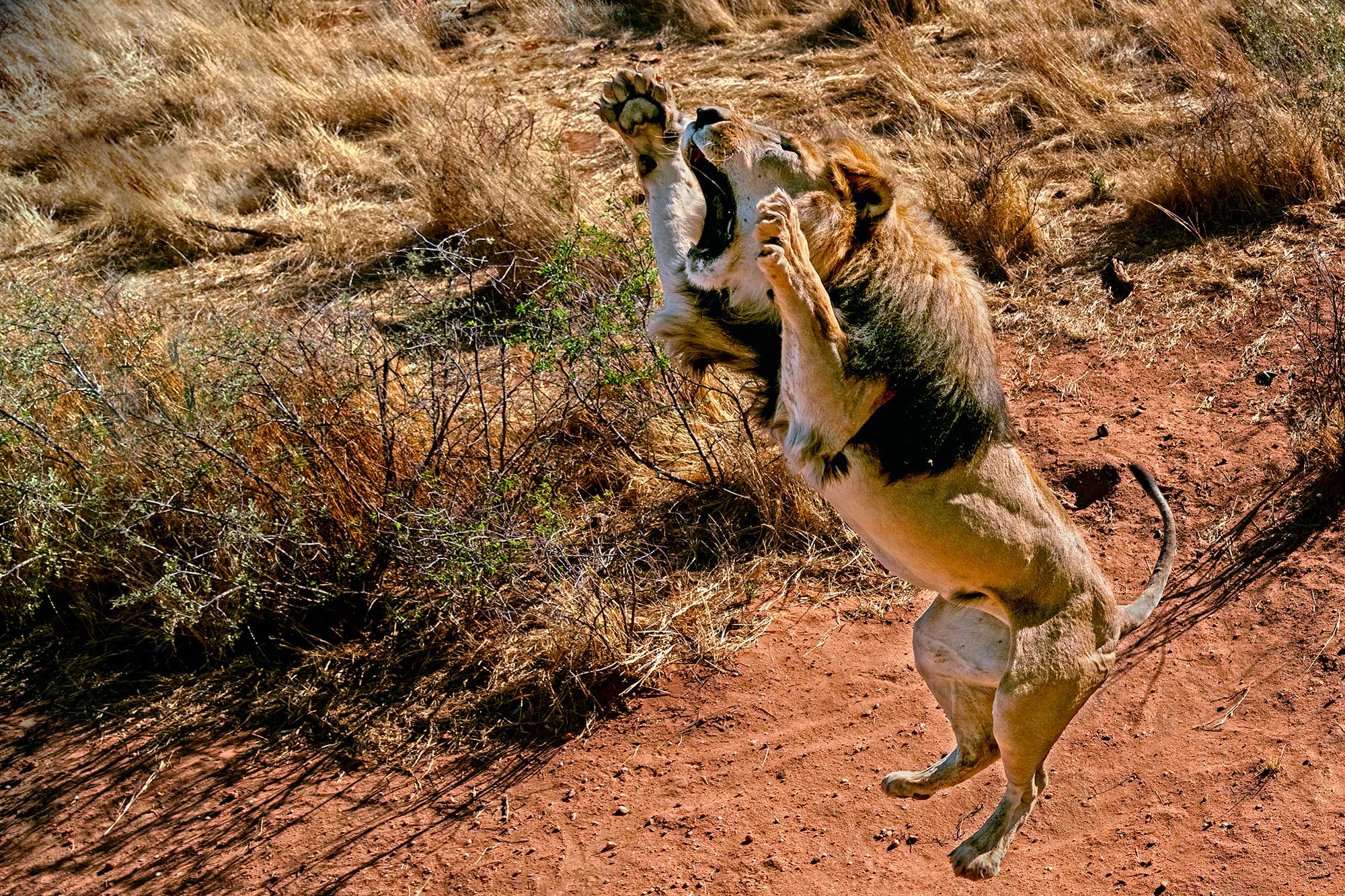 Namibia Fotosafari - Löwe springt in die Luft