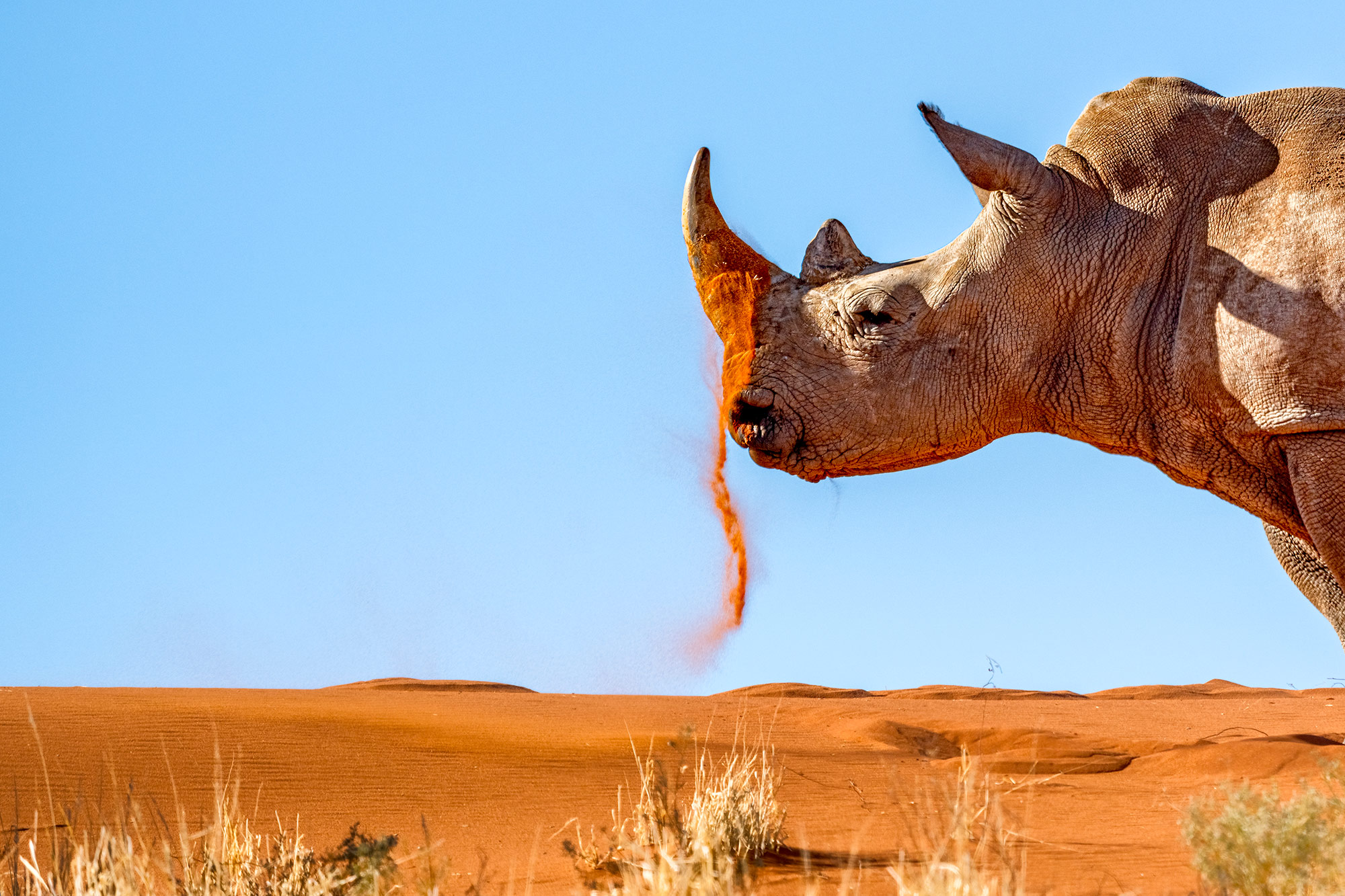 Nashorn mit Sand auf seinem Horn. Fotografiert von Benny Rebel auf einer Fotoreise durch Namibia.