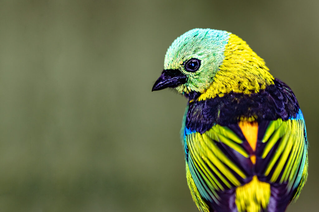 Dreifarbentangare fotografiert in Brasiliens Urwald auf einer Fotoreise