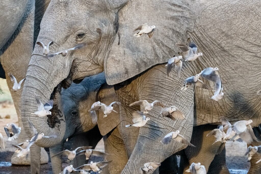 Elefanten und Tauben fotografiert auf einer Fotoreise in Botswana - Chobe Nationalpark