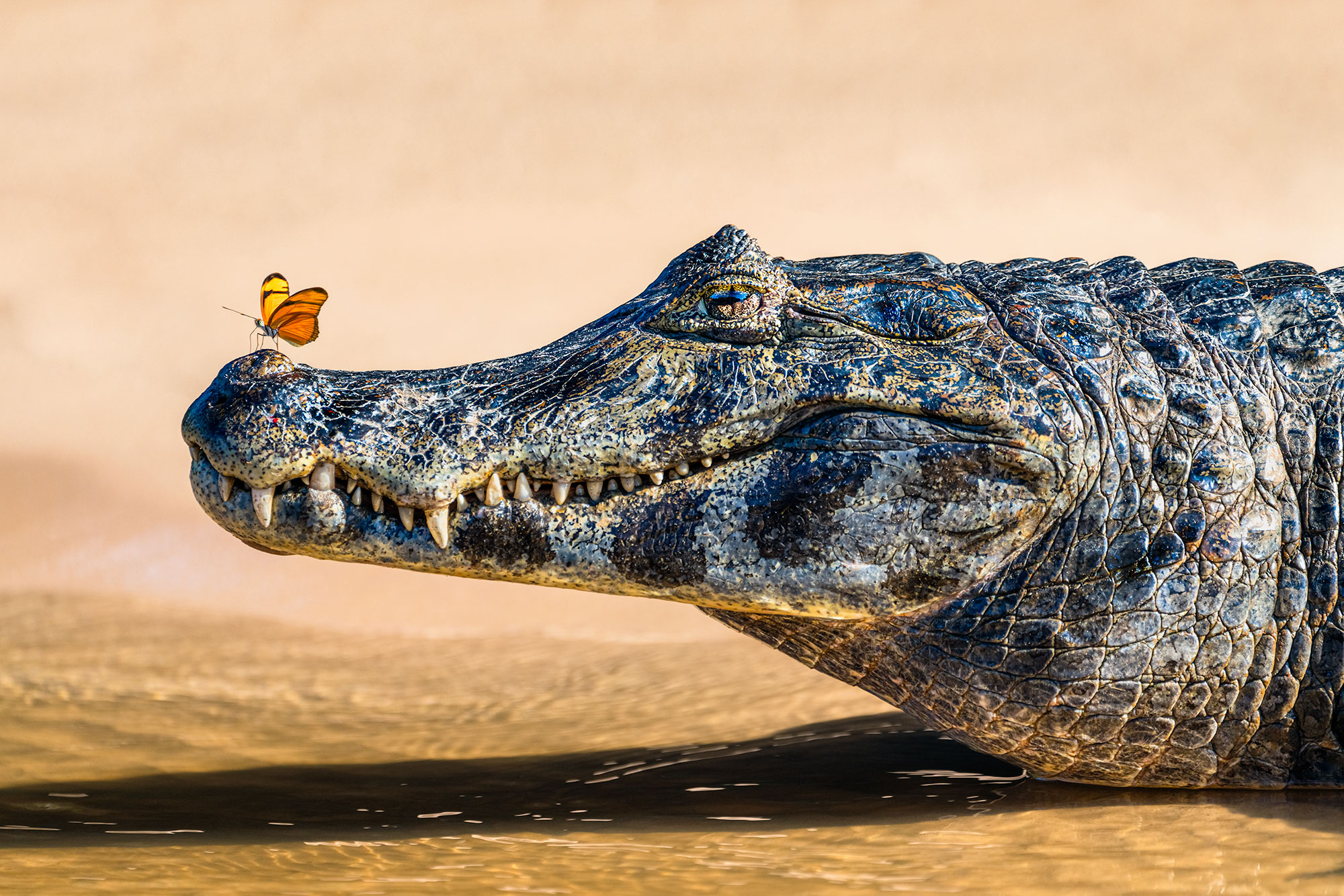 Kaiman und Schmetterling fotografiert auf einer Fotoreise durch Brasiliens Pantanal.