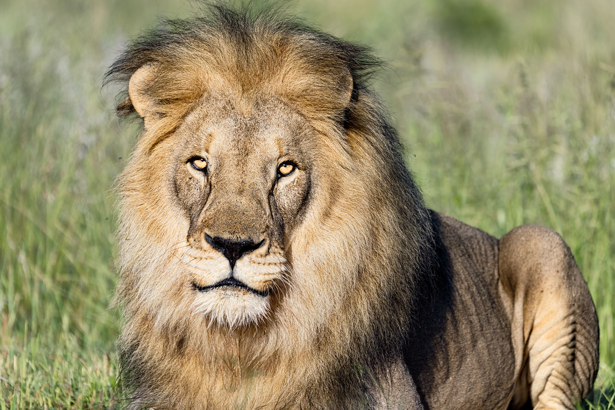 Löwe sitzt und wurde fotografiert auf einer Fotosafari in Namibia.