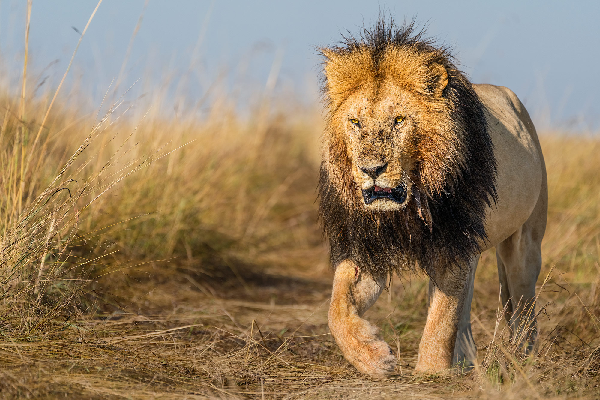 Löwe in de Savanne fotografiert auf einer Fotoreise mit Benny Rebel Fotosafaris.